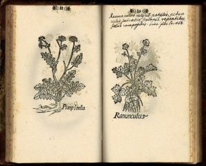 Kuva Elias Erici Til-Landzin vuonna 1683 julkaistusta kirjasta Icones novae. Kirjassa on yksinkertaiset mustavalkoiset puupiirrokset sadasta viidestäkymmenestä yhdeksästä Turun seudulla kasvaneesta kasvista.